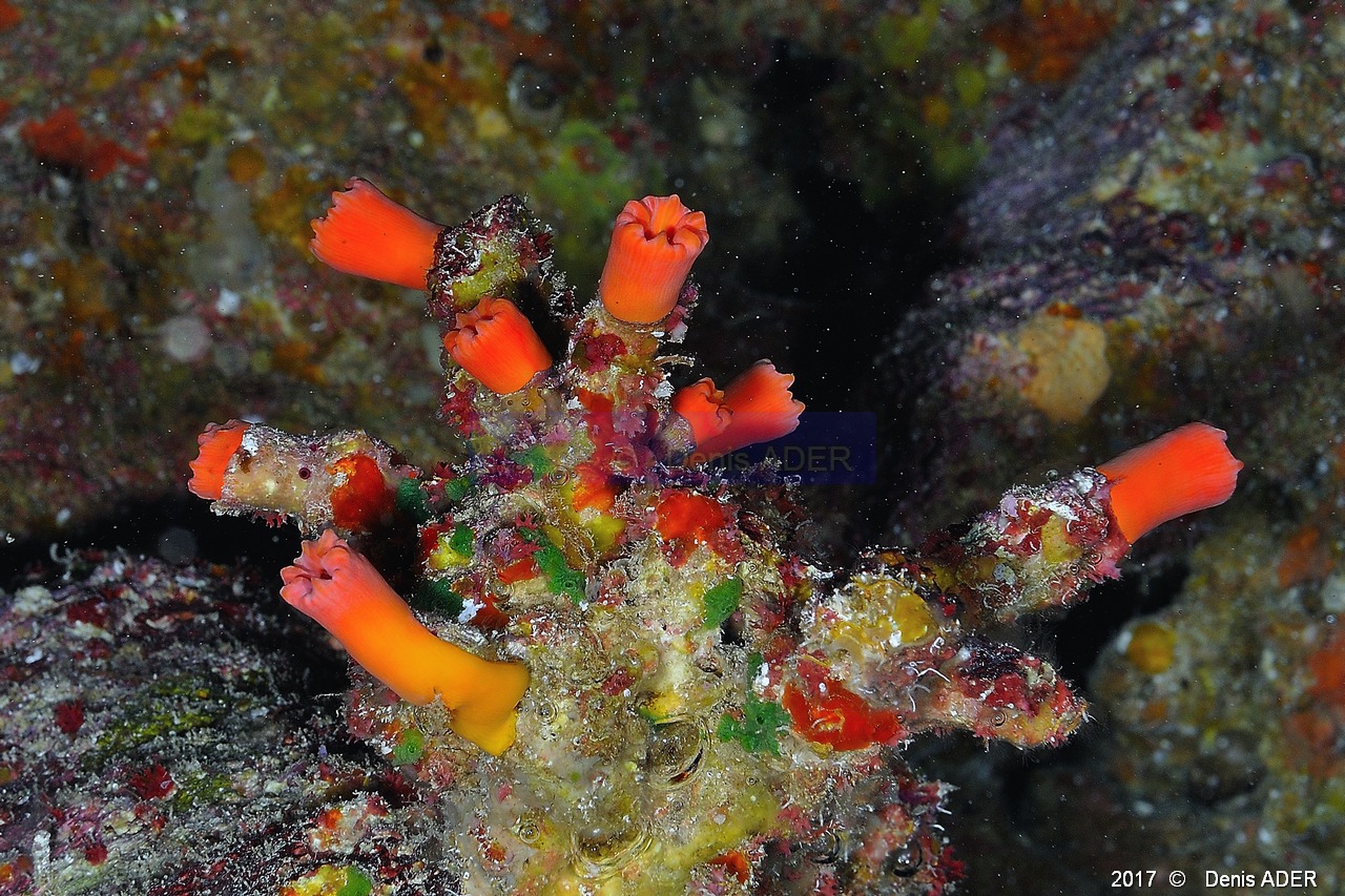 Tubastrea-sp Corail arbuste-Safaga Middle reef-8m-20171124-Denis-ADER-DSC_3884_tn.jpg